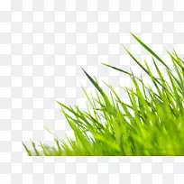 壁纸贴纸绿色壁纸-创意草-空若网 壁纸贴纸绿色壁纸-创意草-空若网