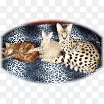 萨凡纳猫,孟加拉猫,小猫,西卡猫胡须-萨凡纳猫-空若网 萨凡纳猫,孟加拉猫,小猫,西卡猫胡须-萨凡纳猫-空若网