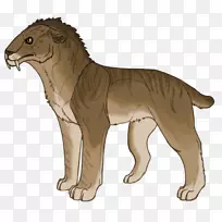 大猫陆生动物美洲狮野生动物-剑齿虎-空若网 大猫陆生动物美洲狮野生动物-剑齿虎-空若网