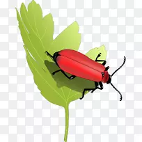 蝴蝶昆虫植物茎夹艺术.枢机主教-空若网 蝴蝶昆虫植物茎夹艺术.枢机主教-空若网