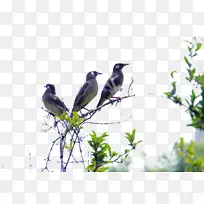 �������ո質-�������յ���֦�ϸ質-������