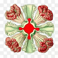 ʥ����׺ˮ��-ʥ����-������