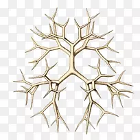 线对称有机体角型线-空若网 线对称有机体角型线-空若网