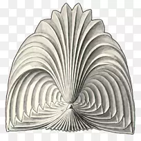 �Գư����-������