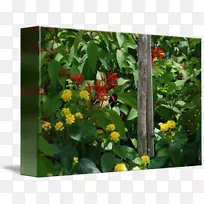 开花植物灌木植物园-空若网 开花植物灌木植物园-空若网