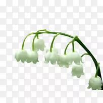 山谷百合植物茎摄影-空若网 山谷百合植物茎摄影-空若网