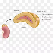 肾上腺髓质内分泌系统摄影.肾上腺-空若网 肾上腺髓质内分泌系统摄影.肾上腺-空若网