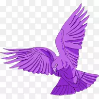 食肉鸟-翅膀-创造性鸟类-空若网 食肉鸟-翅膀-创造性鸟类-空若网