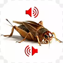 ��ʳ���ж�����ȳ���-������