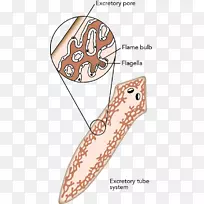 扁平虫动物排泄物系统-排泄系统-空若网 扁平虫动物排泄物系统-排泄系统-空若网