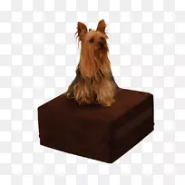 澳大利亚猎犬,澳大利亚丝状猎犬,诺福克猎犬,约克郡猎犬,棕色猎犬-空若网 澳大利亚猎犬,澳大利亚丝状猎犬,诺福克猎犬,约克郡猎犬,棕色猎犬-空若网