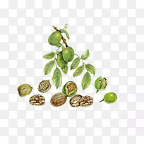 英国核桃-卡通核桃效果-空若网 英国核桃-卡通核桃效果-空若网