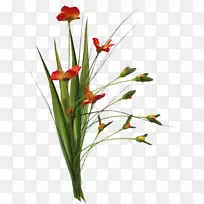 花卉设计切花植物茎花-空若网 花卉设计切花植物茎花-空若网