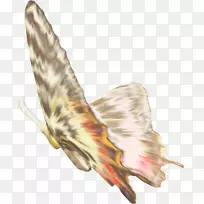 蝴蝶羽毛翅膀授粉者插图-棕色蝴蝶-空若网 蝴蝶羽毛翅膀授粉者插图-棕色蝴蝶-空若网