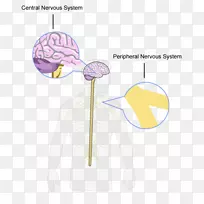 脑、中枢神经系统、外周神经系统结构和神经系统功能-神经系统-空若网 脑、中枢神经系统、外周神经系统结构和神经系统功能-神经系统-空若网