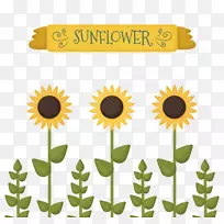 普通葵花籽画图-可爱的向日葵-空若网 普通葵花籽画图-可爱的向日葵-空若网