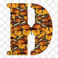 帝王蝴蝶刷子-蝴蝶对称字体-魁北克-空若网 帝王蝴蝶刷子-蝴蝶对称字体-魁北克-空若网