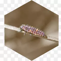 �����鱦.����ư��-������