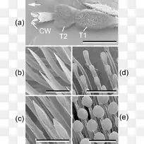 昆虫蜡烷烃七星瓢虫-空若网 昆虫蜡烷烃七星瓢虫-空若网