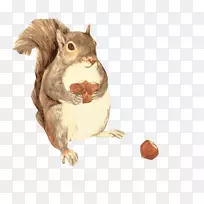 松鼠水彩画插图.松鼠采集食物手绘-空若网 松鼠水彩画插图.松鼠采集食物手绘-空若网