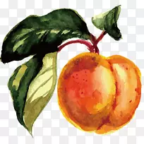 水果水彩画.水彩桃子-空若网 水果水彩画.水彩桃子-空若网