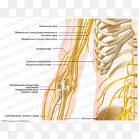 神经肩神经系统冠状面臂-空若网 神经肩神经系统冠状面臂-空若网