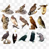 鹰鸟鹰埃及秃鹰图片-空若网 鹰鸟鹰埃及秃鹰图片-空若网