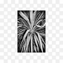 对称白树图案-Vimeo-空若网 对称白树图案-Vimeo-空若网