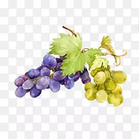 葡萄水彩画甜度.葡萄画材-空若网 葡萄水彩画甜度.葡萄画材-空若网