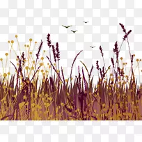 载体植物-空若网 载体植物-空若网