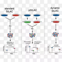 细胞培养中氨基酸的稳定同位素标记、蛋白质组学、同位素标记、质谱、蛋白质组等-空若网 细胞培养中氨基酸的稳定同位素标记、蛋白质组学、同位素标记、质谱、蛋白质组等-空若网