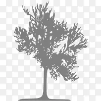 YOLO�д����������֦����ͼ��-��-������