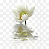 莲花插花艺术-莲花芽-空若网 莲花插花艺术-莲花芽-空若网