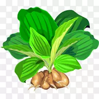 Ҷ����ȻʳƷ����-������