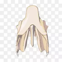拇指肩髋骨-朗格汉斯细胞-空若网 拇指肩髋骨-朗格汉斯细胞-空若网