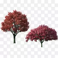 ��ľͼ��-�＾��ľ����-������