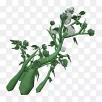 棉株茎作物纺织棉植物-空若网 棉株茎作物纺织棉植物-空若网