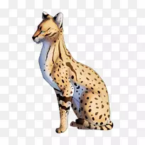 胡须猎豹猫陆生动物山之王-空若网 胡须猎豹猫陆生动物山之王-空若网