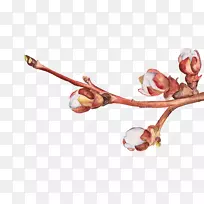 无名指桃芽拔料-空若网 无名指桃芽拔料-空若网