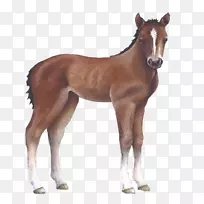 马驹挂牌贴纸-马厩贴纸-空若网 马驹挂牌贴纸-马厩贴纸-空若网