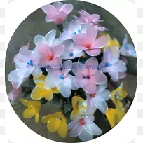 开花植物-哈迪金-空若网 开花植物-哈迪金-空若网