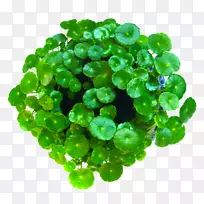 ��ѩ������ֲ��ˮ��Ҷ��ȡ��-Ӳ�Ҳ����������-������