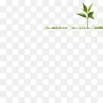 叶草植物茎土剖面-空若网 叶草植物茎土剖面-空若网