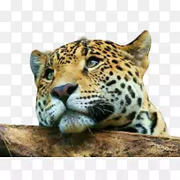 豹,猎豹,猫,手机,桌面壁纸-Eefantes-空若网 豹,猎豹,猫,手机,桌面壁纸-Eefantes-空若网