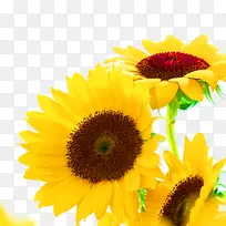 ÆÕͨÏòÈÕ¿û×ÑÏòÈÕ¿ûÓÍ»ÆÉ«ÏòÈÕ¿û-¿ÕÈôÍø ÆÕͨÏòÈÕ¿û×ÑÏòÈÕ¿ûÓÍ»ÆÉ«ÏòÈÕ¿û-¿ÕÈôÍø