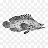 海洋白色动物鱼-空若网 海洋白色动物鱼-空若网