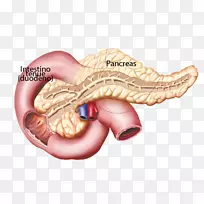 功能内分泌系统腺体胰腺激素松果体-空若网 功能内分泌系统腺体胰腺激素松果体-空若网