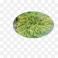 槐树-空若网 槐树-空若网