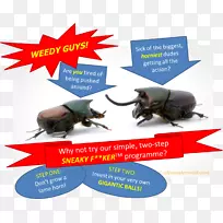 广告昆虫品牌-昆虫-空若网 广告昆虫品牌-昆虫-空若网