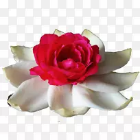 花园玫瑰、蜈蚣玫瑰、月季花、白莲花、莲花-空若网 花园玫瑰、蜈蚣玫瑰、月季花、白莲花、莲花-空若网